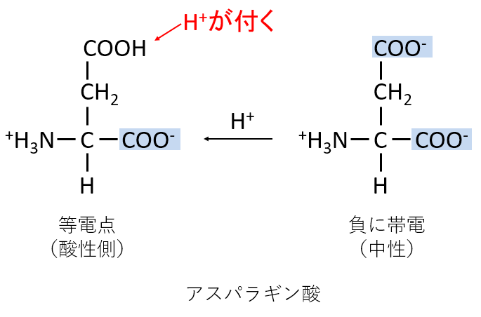 アスパラギン酸等電点