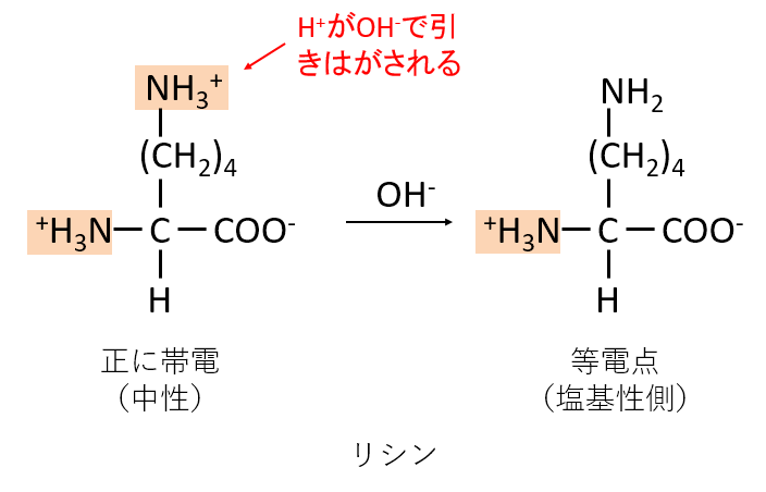 リシン等電点